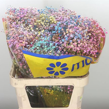 Gypsophila Dyed Disco (Ecuador)