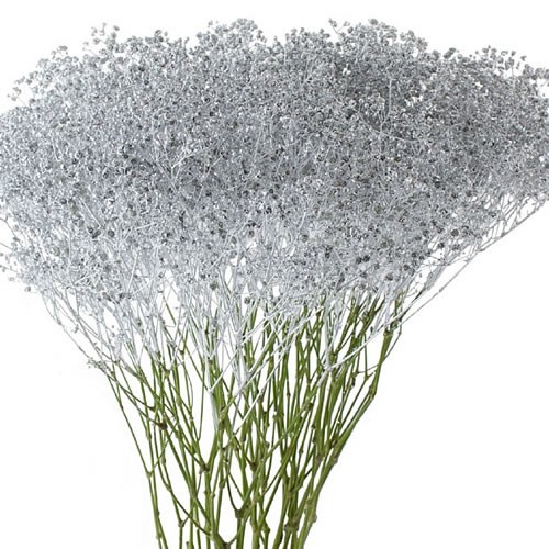 Gypsophila Dyed Silver