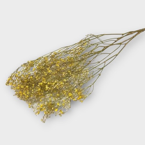 Gypsophila Dyed Yellow (Dried)