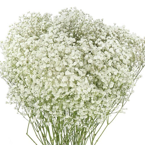 Gypsophila Grandtastic