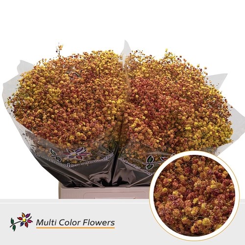 Gypsophila Large Dyed Autumn