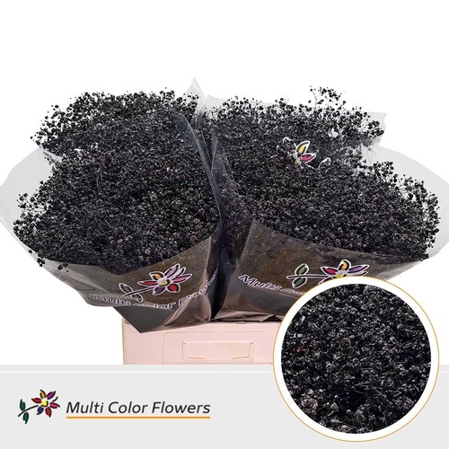 Gypsophila Large Dyed Black