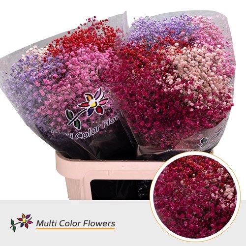 Gypsophila Large Dyed Love MIx