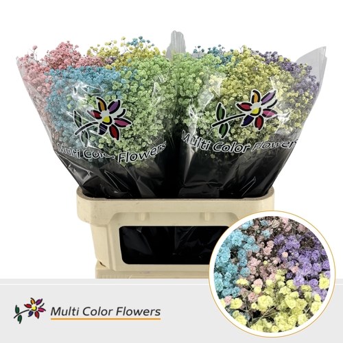 Gypsophila Large Dyed Pastel Mix