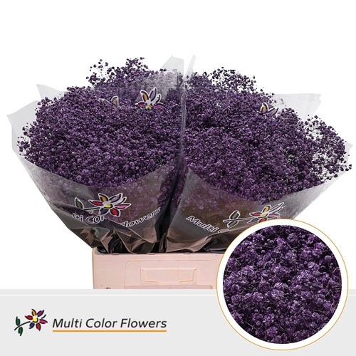 Gypsophila Large Dyed Purple