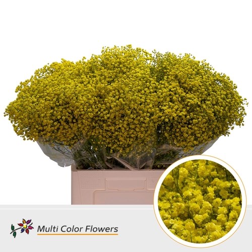 Gypsophila Large Dyed Yellow