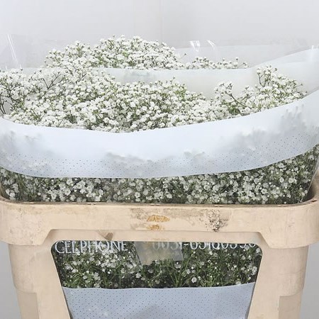 Gypsophila Million Star