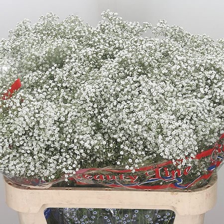 Gypsophila Million Star