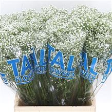 Gypsophila Million Stars