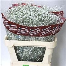 Gypsophila Mirabella