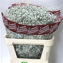 Gypsophila Mirabella
