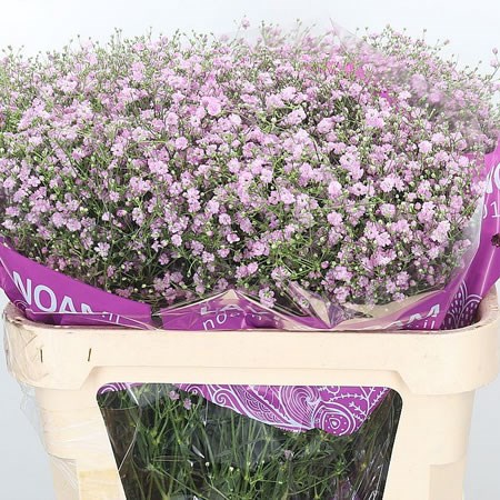 Gypsophila My Pink