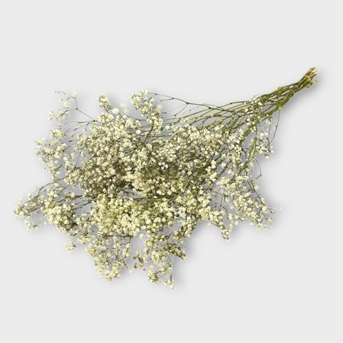 Gypsophila Natural (Dried English)