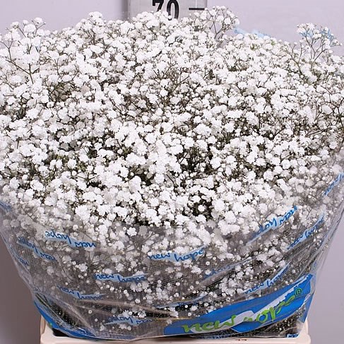 Gypsophila New Hope