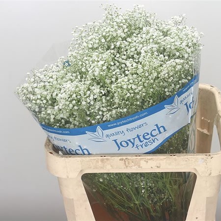 Gypsophila New Love