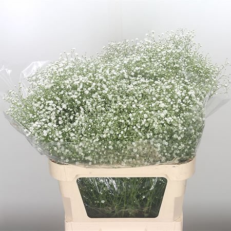 Gypsophila Orstar