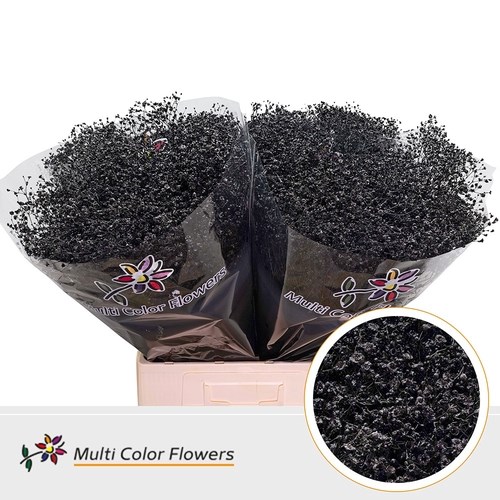Gypsophila Small Dyed Black