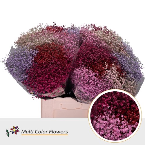 Gypsophila Small Dyed Love Mix