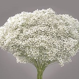 Gypsophila  Buy online wholesale flowers & wedding flowers