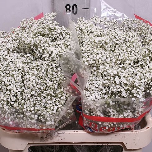 Gypsophila White Dance