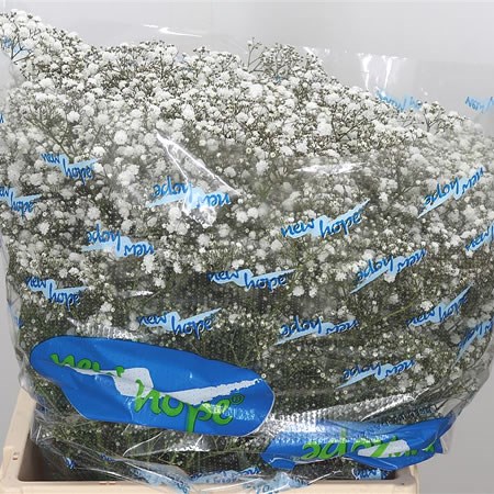 Gypsophila White Victoria