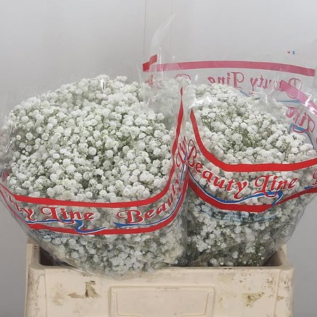 Gypsophila Xlence (Low Grade)