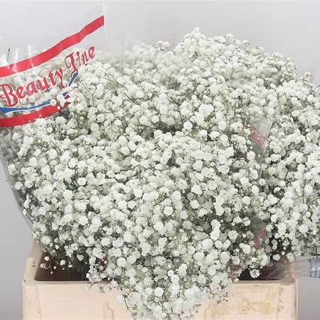 Gypsophila Xlence