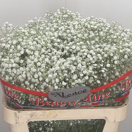 Gypsophila Xlence 75cm | Wholesale Dutch Flowers & Florist Supplies UK