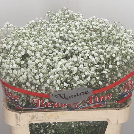 Gypsophila Xlence