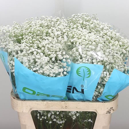 Gypsophila Xlence (Orca)