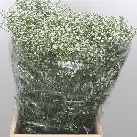 Gypsophila Zinzi Tyree