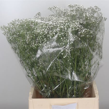 Gypsophila Zinzi Tyree