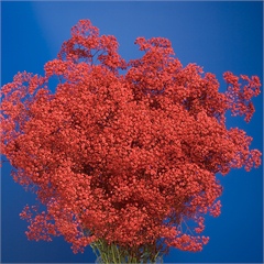 Gypsophila dyed red