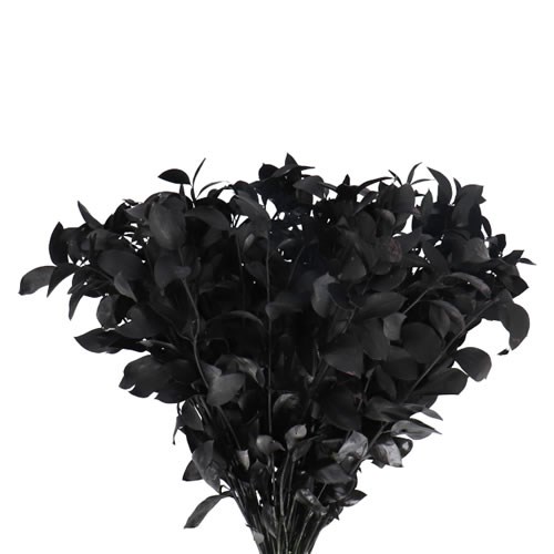HARD RUSCUS DYED BLACK