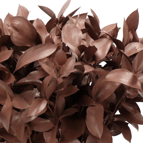 HARD RUSCUS DYED BROWN