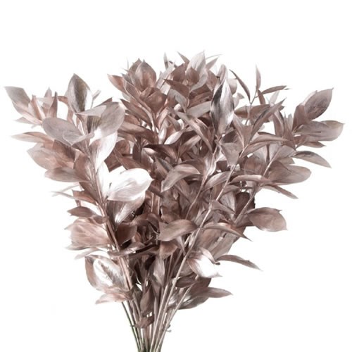 HARD RUSCUS DYED CHAMPAGNE