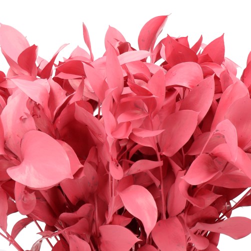 HARD RUSCUS DYED CORAL