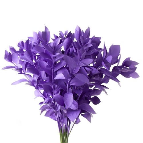HARD RUSCUS DYED DARK LILAC