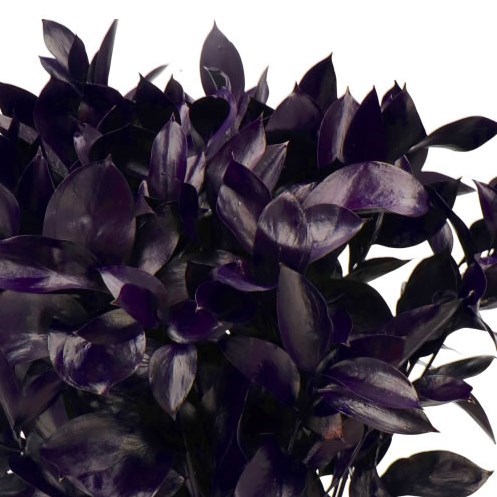 HARD RUSCUS DYED EGGPLANT