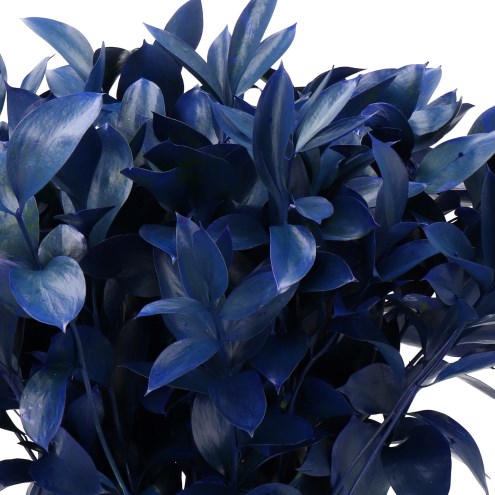 HARD RUSCUS DYED FROST DARK BLUE