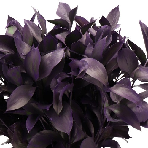HARD RUSCUS DYED FROST DARK LILAC
