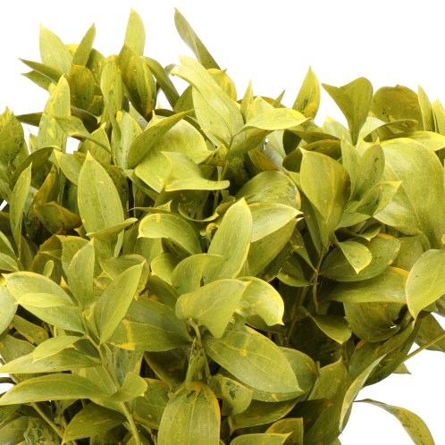 HARD RUSCUS DYED FROST YELLOW