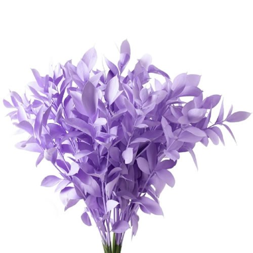 HARD RUSCUS DYED LILAC