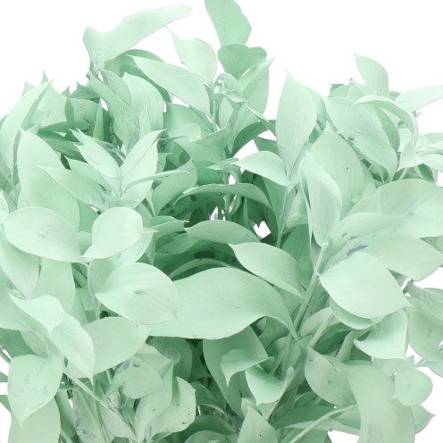 HARD RUSCUS DYED MINT