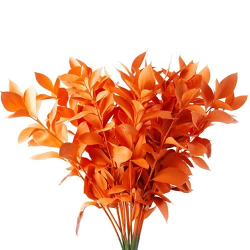 HARD RUSCUS DYED ORANGE