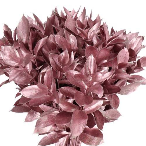 HARD RUSCUS DYED ROSE GOLD