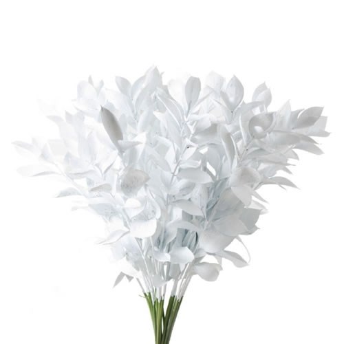 HARD RUSCUS DYED WHITE