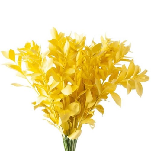 HARD RUSCUS DYED YELLOW
