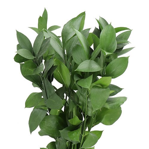 HARD RUSCUS LARGE LEAF