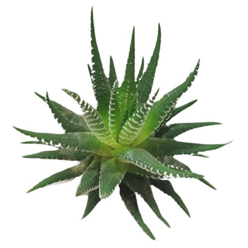 HAWORTHIA BIG BAND 9CM